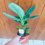 Banánovník (Musa acuminata) ´DWARF CAVENDISH´ - výška 20-30 cm, kont. C1L